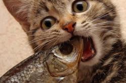 英雄联盟总决赛-压哨绝杀与单节洪流，两种德比的巅峰节奏