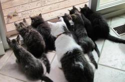 LOL赛事-个人秀！凯塞多搅局意甲焦点战，进攻端3次关键爆破令防线战栗