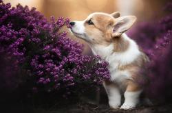 -尼日利亚奇迹，欧冠决赛焦点战中的历史性击溃罗马