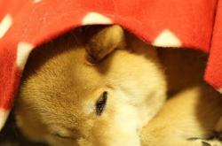 英雄联盟总决赛-虚构之战，真实光芒，乌克兰对阵加纳友谊赛，伊萨克贡献制胜表现