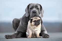 LOL赛事-德甲争冠战悬念终结！克瓦拉茨赫利亚一战封神，德国提前加冕王座