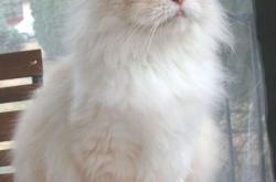 英雄联盟总决赛赛程-范弗利特状态火热点燃篮球激情，广东队争冠战力克国王问鼎巅峰