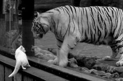 -以身为刃，戈麦斯如何在英超争冠之夜完成自我救赎