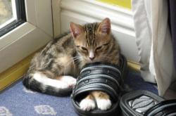 -双线制胜！当火箭升空遇上哈利魔法