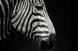 LOL决赛-凯塞多教科书与日本神话，足球智慧的两极对峙