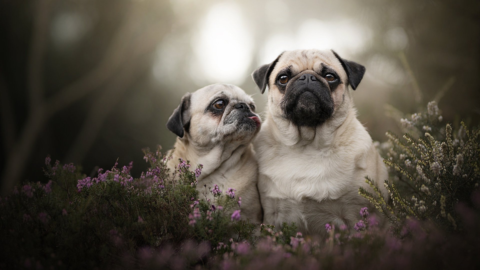 现代足球的收割，维尼修斯如何成为德国对阵奥地利的关键先生