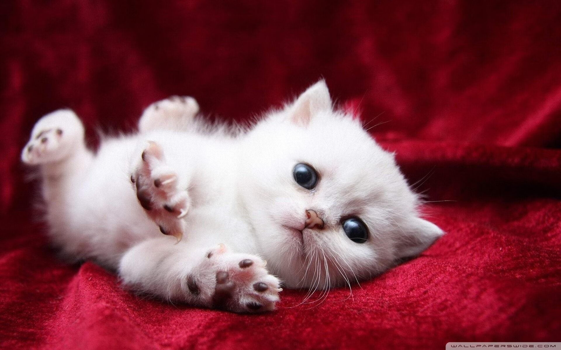 冰与火之战,骑士铁锁寒江封吉林,布克孤星灼夜成关键