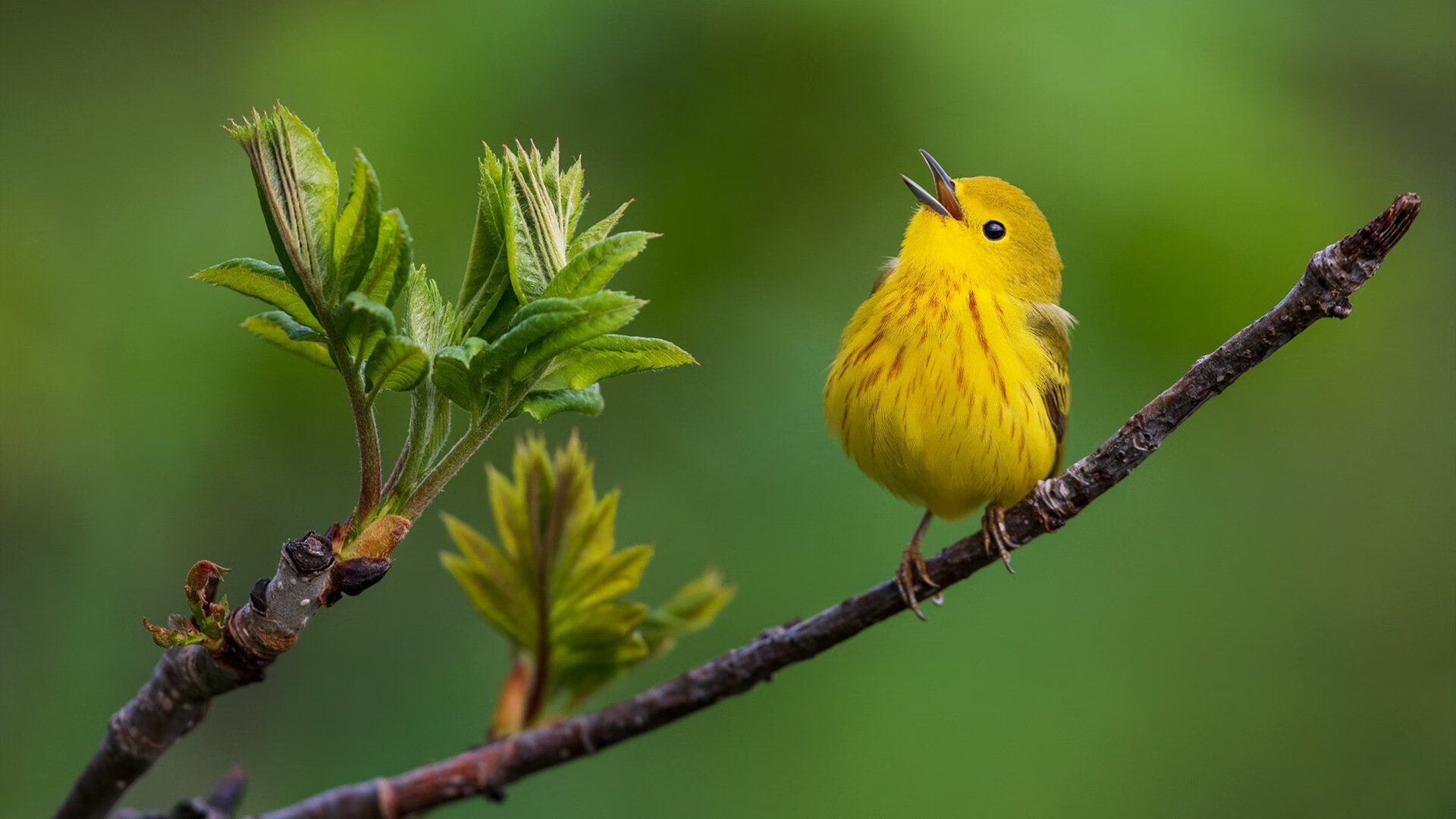 尼克斯跨国力克新疆队,保罗末节爆发成关键先生