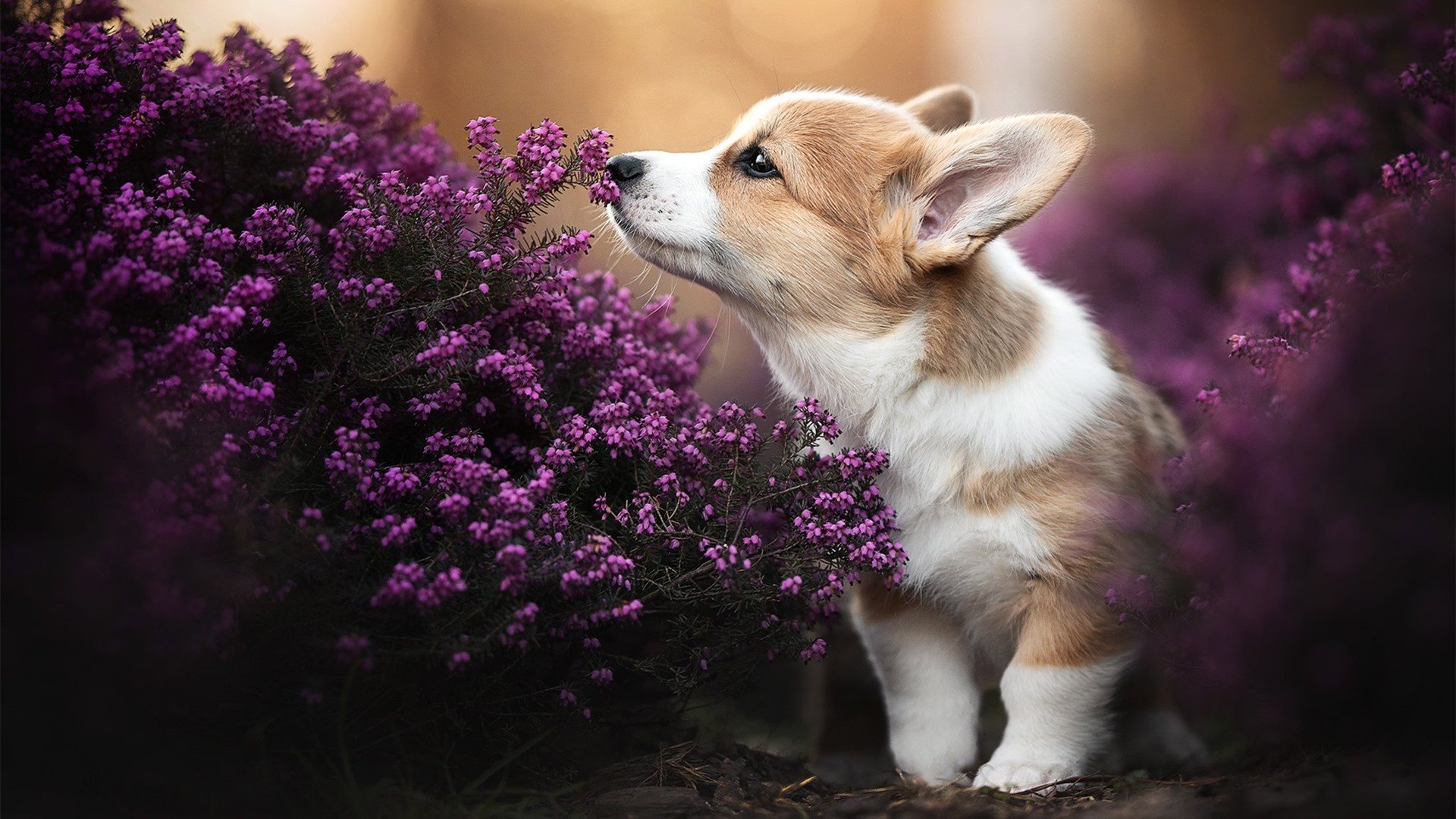 尼日利亚奇迹，欧冠决赛焦点战中的历史性击溃罗马