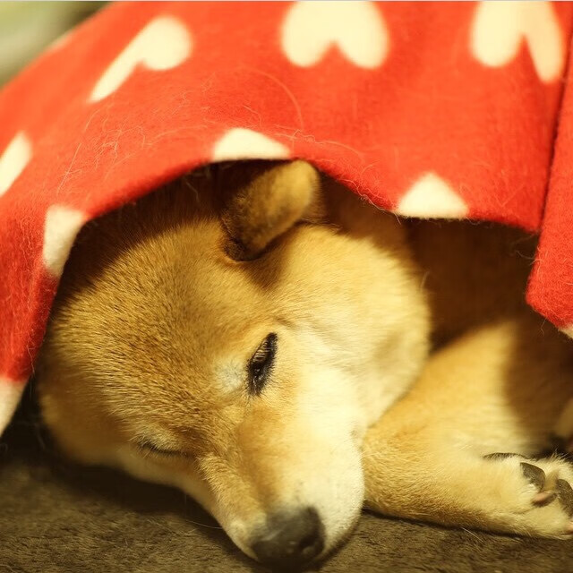 虚构之战，真实光芒，乌克兰对阵加纳友谊赛，伊萨克贡献制胜表现