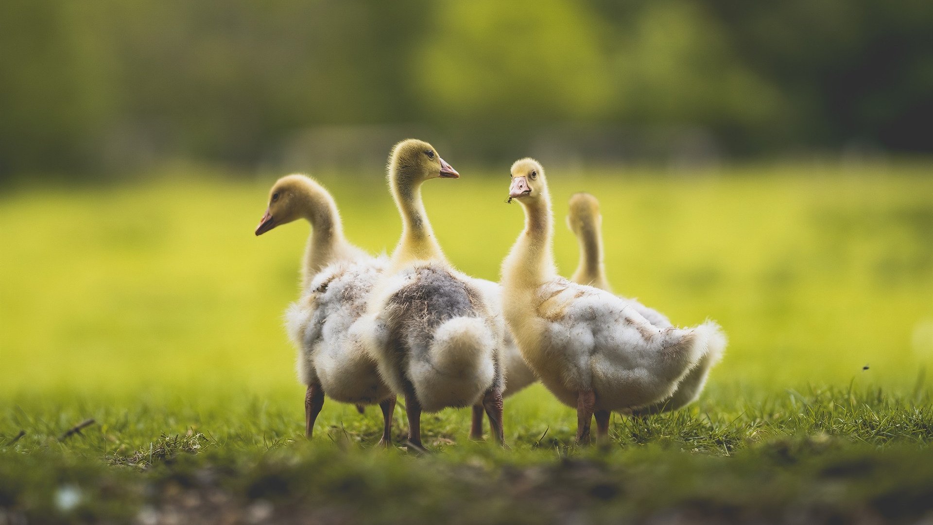幻影对决,卡塞米罗的秘鲁之夜与苏格兰的叹息