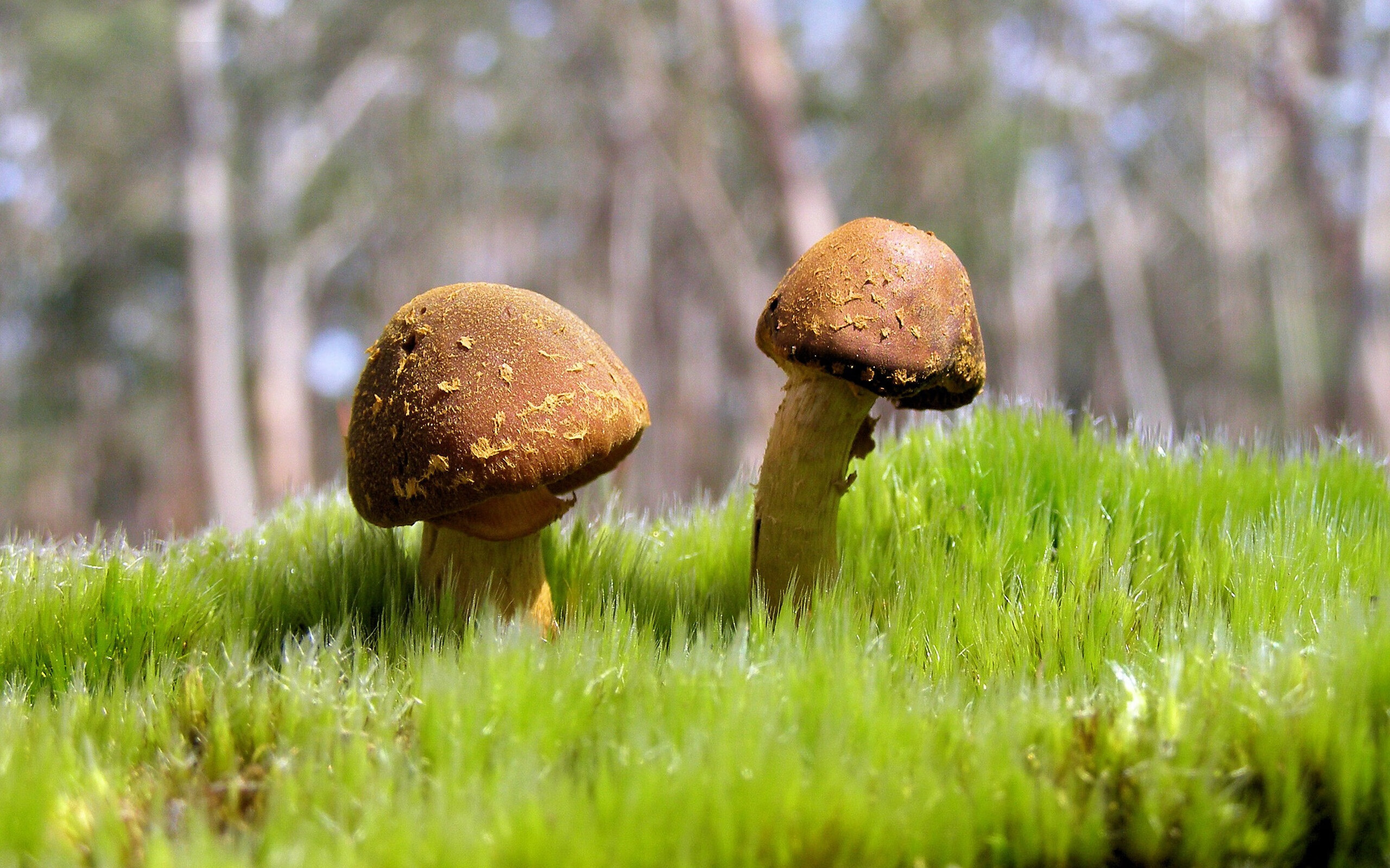 福克斯一夫当关！史诗50分+关键绝平，率队逆转奇才创生涯封神战