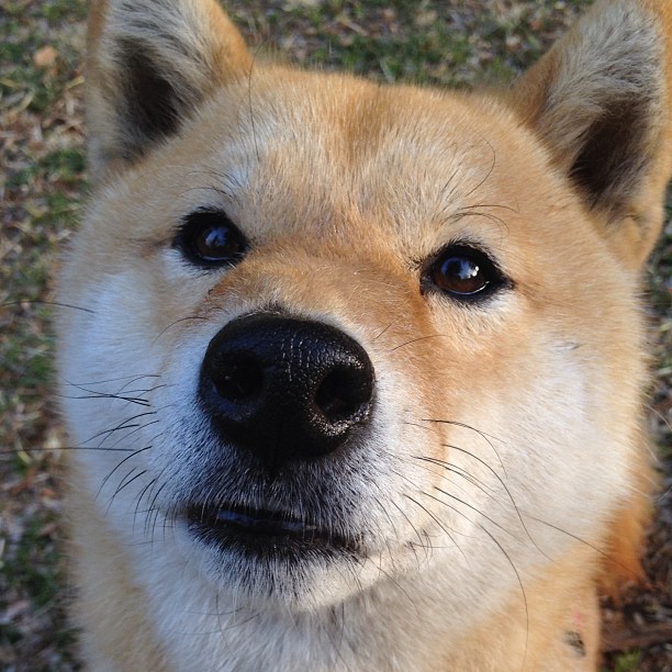 2026世界杯之夜，从断腿到金杯，加维踏上那一亿人的王座