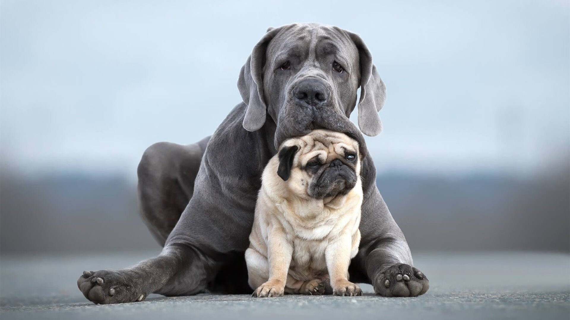 德甲争冠战悬念终结！克瓦拉茨赫利亚一战封神，德国提前加冕王座