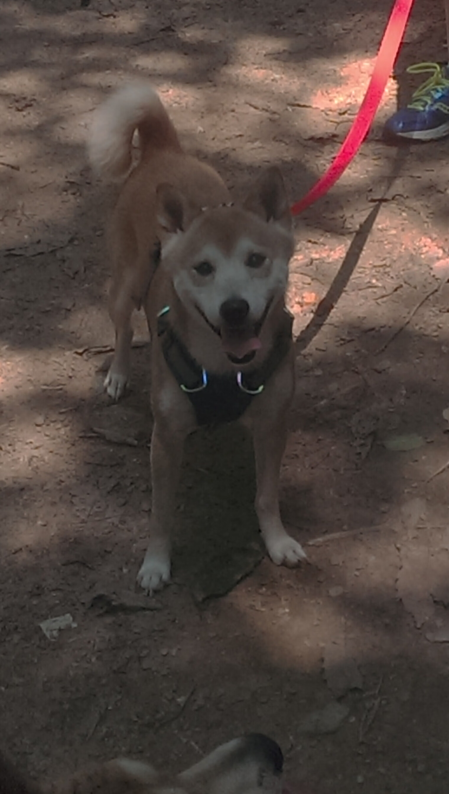 金城铁壁！巅峰对决决胜马里，金玟哉一夫当关成关键先生