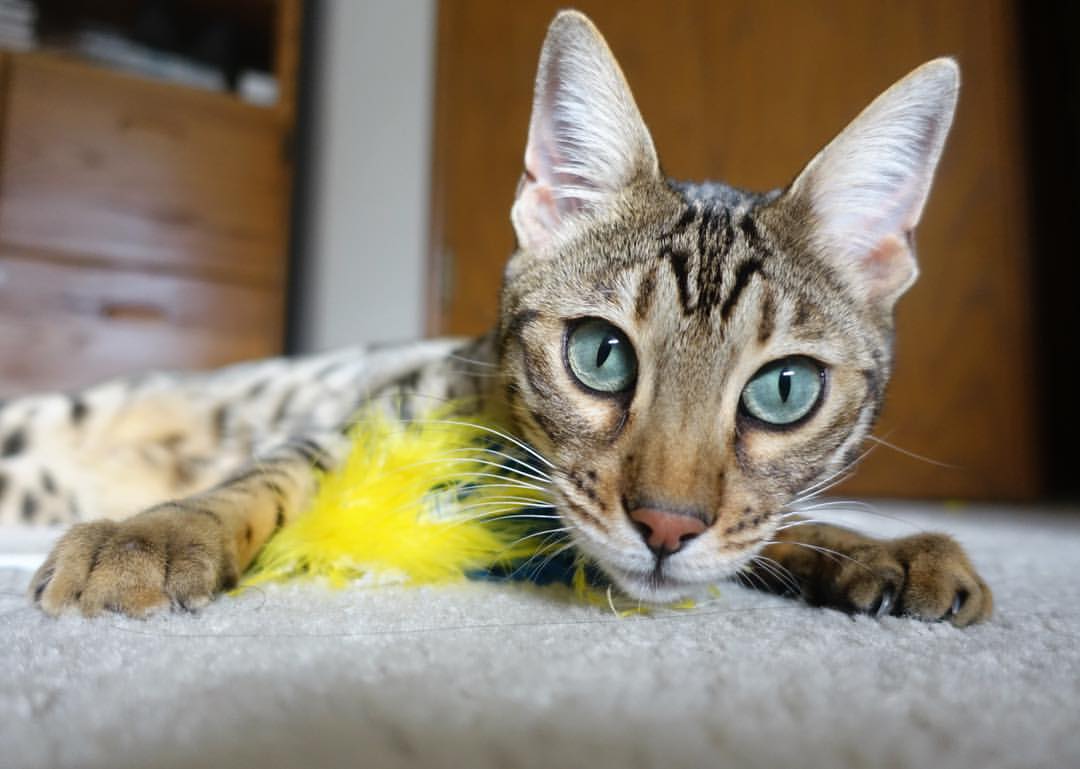 绿茵角斗场，当南美狂想曲遇上罗马军团，李刚仁的利刃出鞘