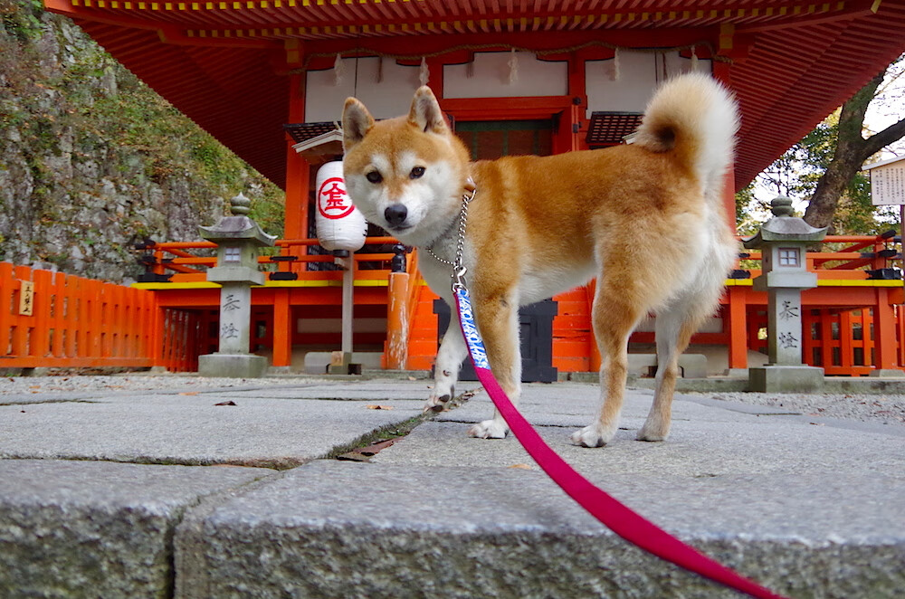 数字铁幕，当曼城的蓝色城墙，在游戏世界封锁了法兰西的彩虹—德里赫特赛后评分拉满的虚拟启示录