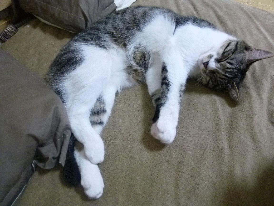 跨界巅峰对决，广东队关键战突围尼克斯，哈利伯顿舞台越大越强