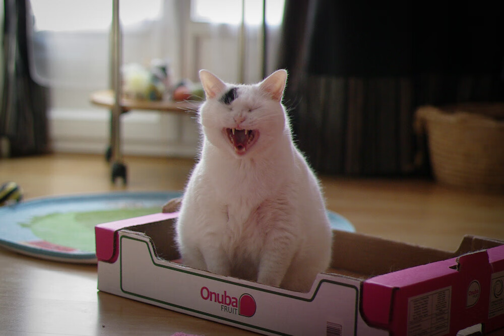 钢铁锁链，广东防守绞杀上海，武切维奇成关键先生