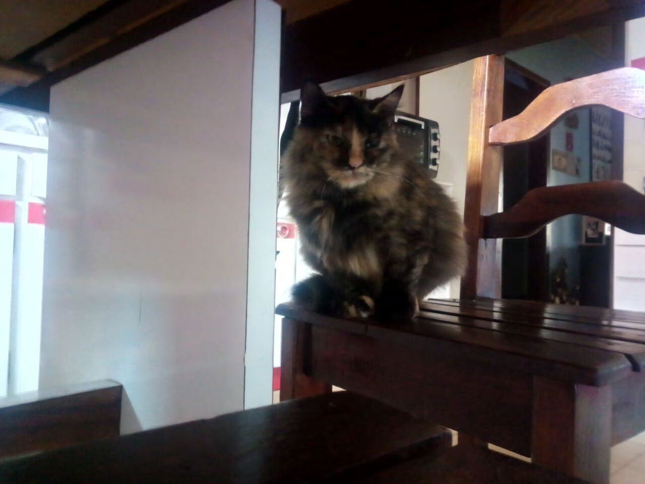 跨界巅峰对决，深圳队迎战黄蜂，东契奇关键战不手软定胜局